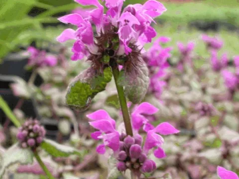 Lamium mac. 'Beacon Silver'