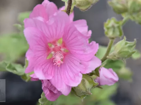 Lavatera 'Candy Floss'