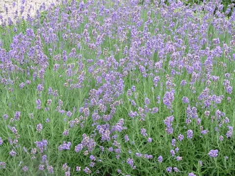 Lavandula ang. 'Dwarf Blue'