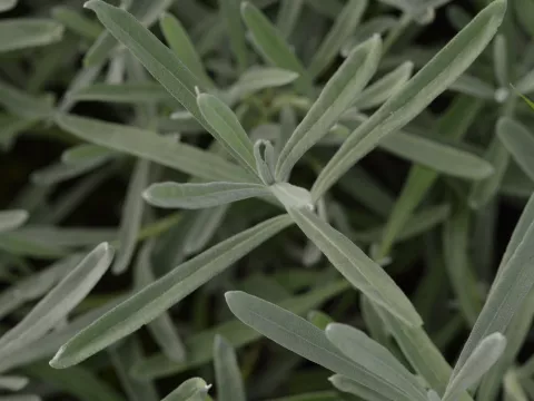 Lavandula ang. 'Dwarf Silver'