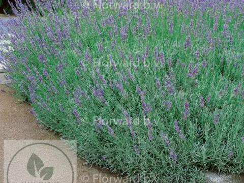 Lavandula interm. 'Dutch'