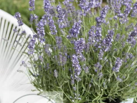 Lavandula ang. 'Essence Purple'