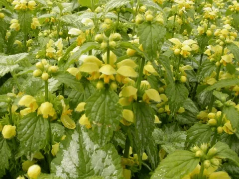 Lamiastrum gal. 'Florentinum'