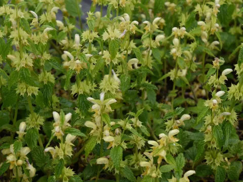 Lamiastrum galeobdolon