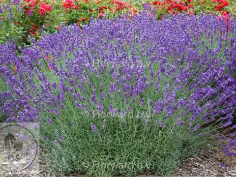 Lavandula interm. 'Grosso'