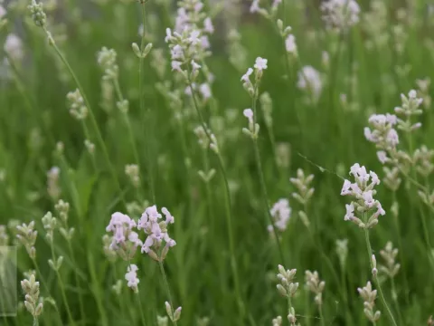 Lavandula ang. 'Loddon Pink'