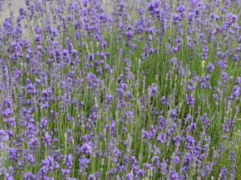 Lavandula ang. 'Munstead'