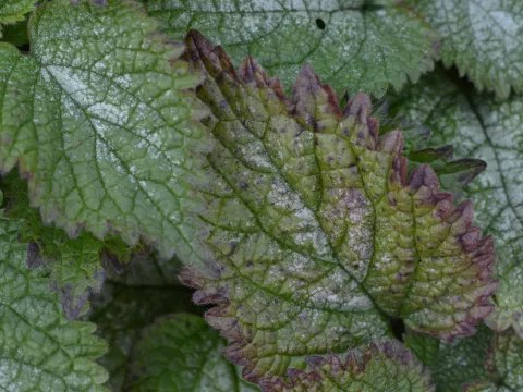 Lamium orvala