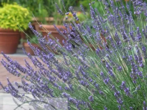 Lavandula interm. 'Phenomenal'