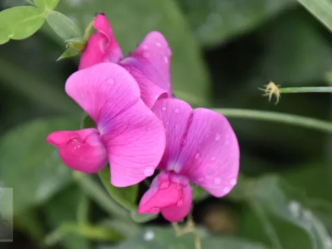 Lathyrus lat. 'Pink Pearl'