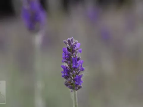 Lavandula 'Richard Gray'