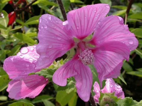 Lavatera 'Rosea'