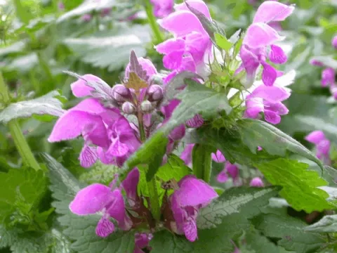 Lamium mac. 'Roseum'