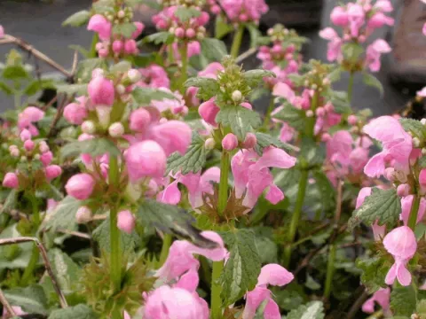 Lamium mac. 'Shell Pink'
