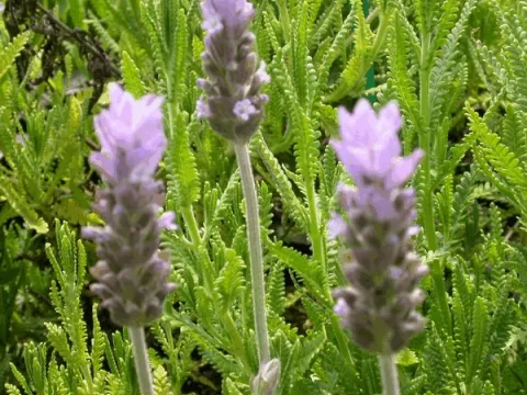 Lavandula stoechas