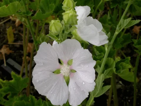 Lavatera 'White Angel'