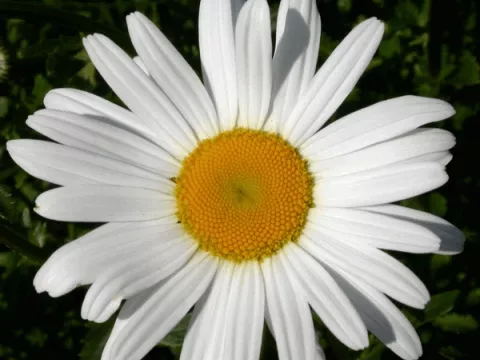 Leucanthemum (M) 'Alaska'