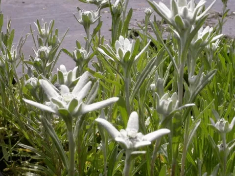 Leontopodium alpinum