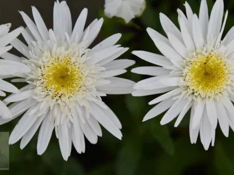 Leucanthemum (M) 'Christine Hagemann'