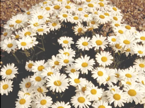Leucanthemum (M) 'Dwarf Snow Lady'