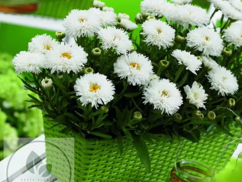 Leucanthemum (M) 'Ooh La Laspider'