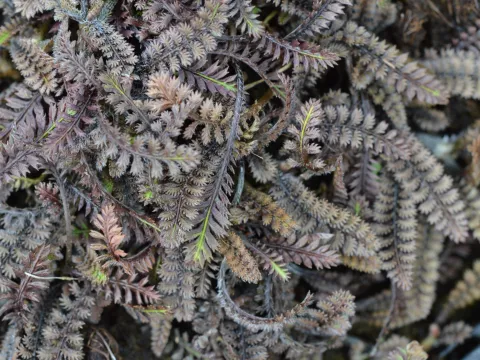 Leptinella sq. 'Platt's Black'