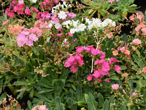 Lewisia 'Regenbogen'