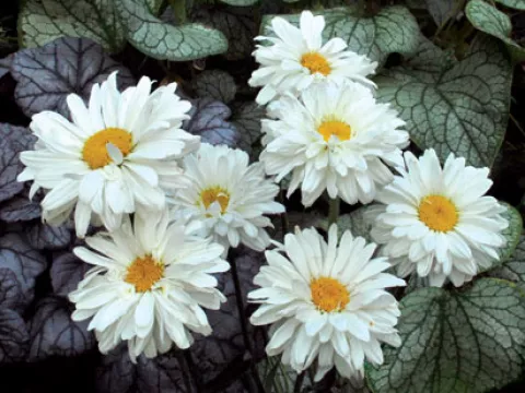Leucanthemum (M) 'Victorian Secret'