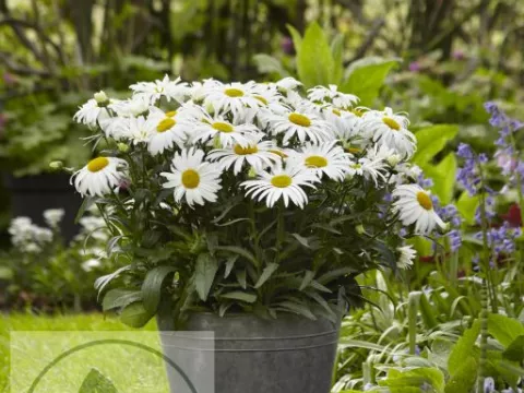 Leucanthemum (M) 'White Lion'
