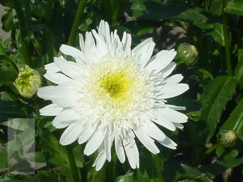 Leucanthemum (M) 'Wirral Supreme'
