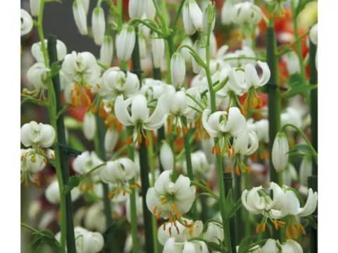 Liatris spic. 'Alba'
