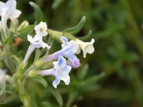 Lithodora diffusa 'Cambridge Blue'