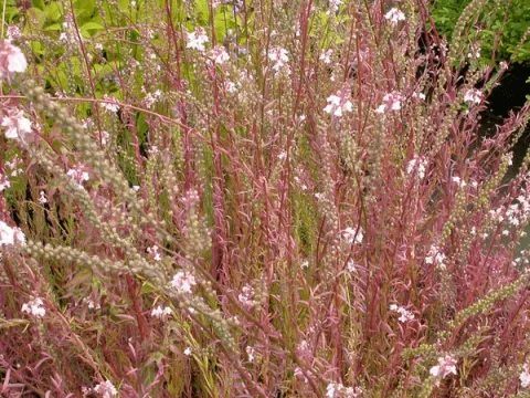 Linaria purpurea 'Canon J. Went'
