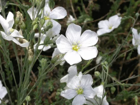 Linum perenne 'Diamant'