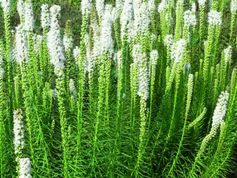 Liatris spic. 'Floristan Weiss'