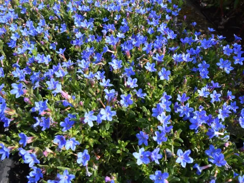 Lithodora diffusa 'Heavenly Blue'