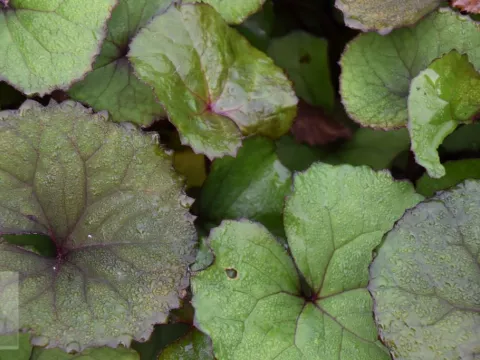 Ligularia dentata 'Othello'
