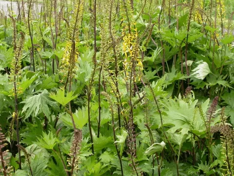 Ligularia przewalskii