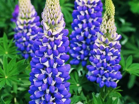 Lupinus 'Gallery Blue'