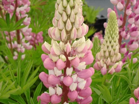 Lupinus 'Gallery Pink'