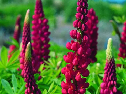 Lupinus 'Gallery Red'