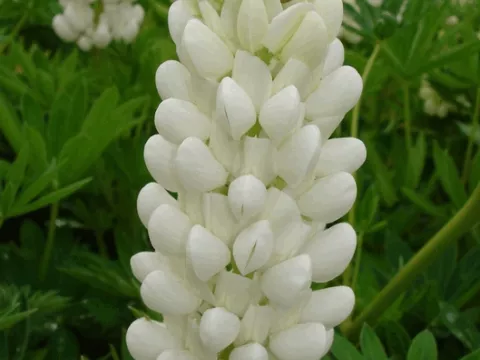 Lupinus 'Gallery White'