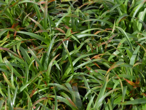 Luzula pilosa 'Igel'