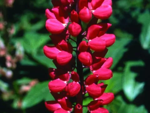 Lupinus 'My Castle' ('Mein Schloss')