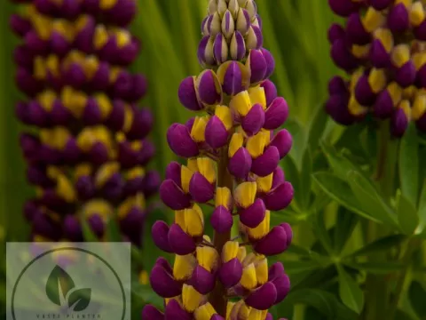 Lupinus 'Manhatten Lights' 