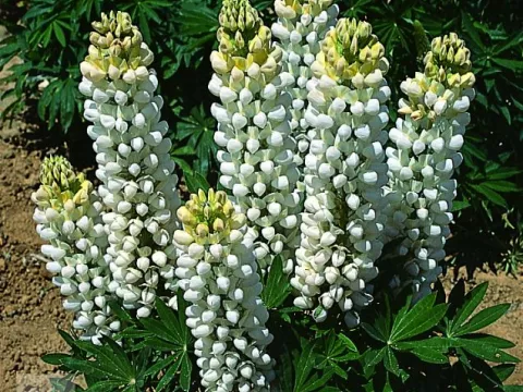 Lupinus 'Noble Maiden' ('Jungfrau')