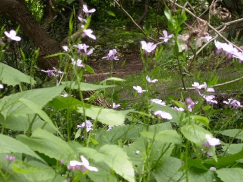 Lunaria rediviva