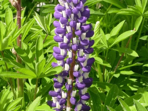 Lupinus 'The Governor' (Kastellan)