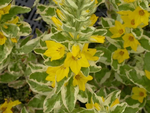 Lysimachia punctata 'Alexander'