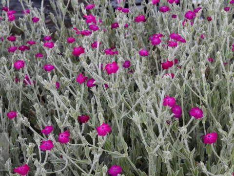 Lychnis cor. 'Atrosanguinea'